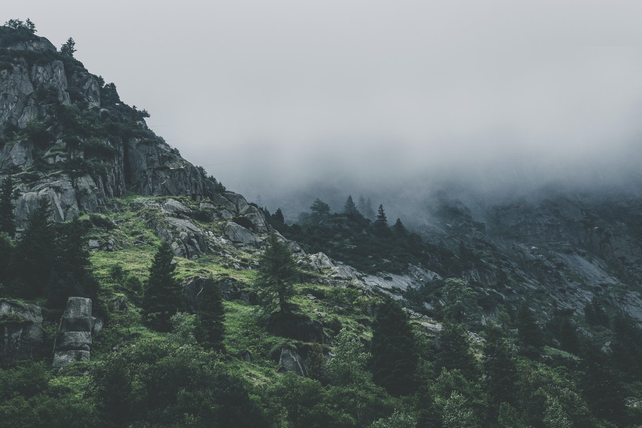 Hjem Green Leafed Trees During Fog Time 167684